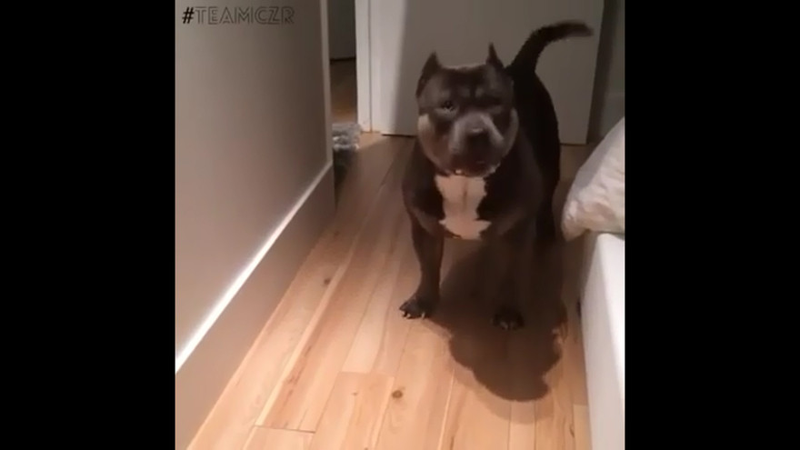 Chó thông minh biết bày tỏ thái độ