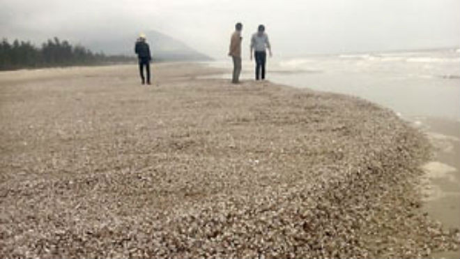 Hà Tĩnh: Sò lông, ốc hương chết hàng loạt, trôi dạt vào bờ