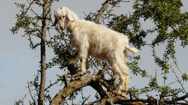 Một con dê đang tìm thực phẩm (lá và quả) trên cây Argan. Ảnh: Cuno de Boer/flickr