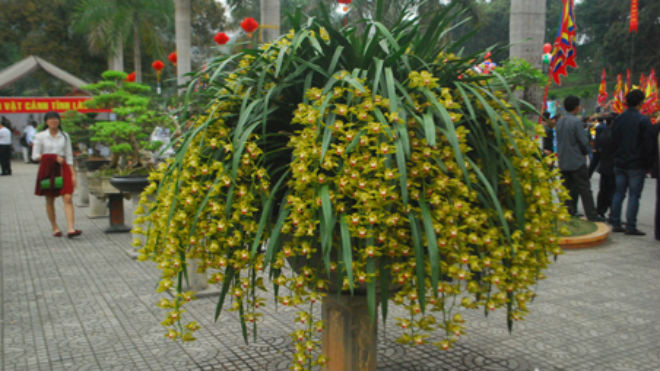 Chậu hoa địa lan Trần Mộng đẹp rực rỡ.