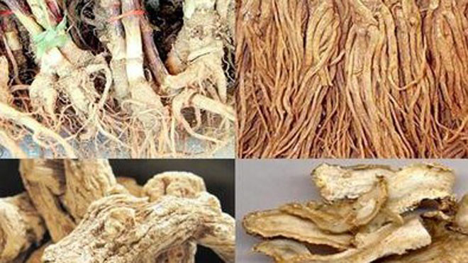 Đương quy là vị trong bài thuốc ngâm rượu, công dụng bổ tỳ vị, tăng hồng cầu, giúp ăn ngon ngủ tốt, trị thiếu máu.