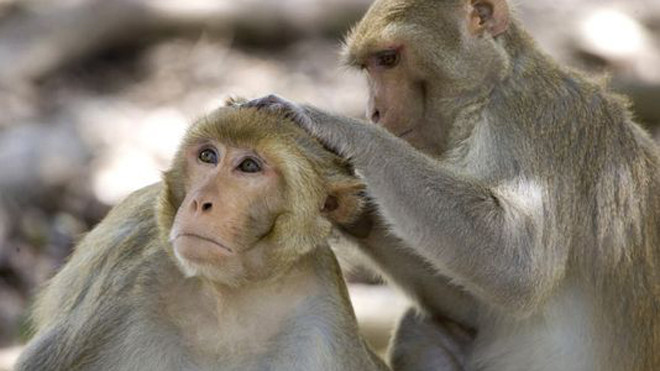 Khỉ nâu là loại dễ nhiễm khuẩn Burkholderia pseudomallei. Ảnh: AP