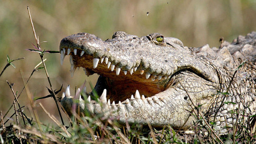 Một con cá sấu phơi nắng trên dòng sông Zambezi. Ảnh: Alamy