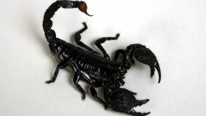 Loại bò cạp chích Adam Young trên máy bay là loại cực độc có thể giết chết con người. Ảnh: Alamy