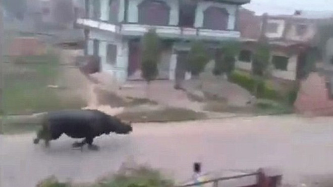 Tê giác đại náo thành phố, cụ bà 61 tuổi chết thảm