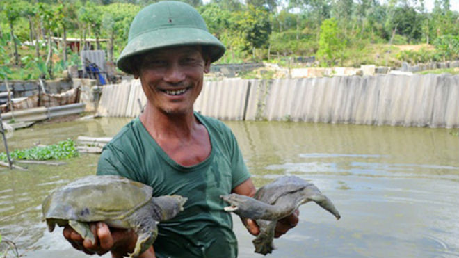 Mỗi con ba ba nặng 1,5 kg đến ngày thu hoạch có giá hơn 500.000 đồng. Mỗi năm, ông Hương thu lãi 200 – 250 triệu đồng. Ảnh: Nguyễn Dương/ VnExpress
