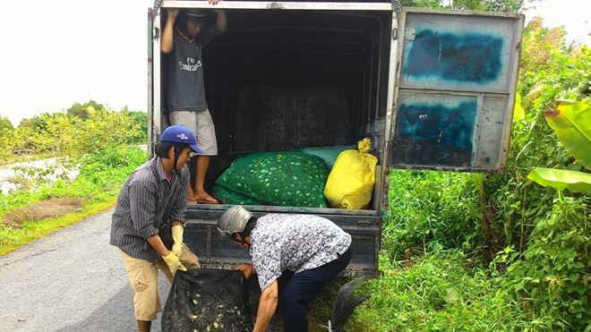 Rẹm được thương lái thu mua vần chuyển đi các thành phố lớn. Ảnh: Ngọc Trinh.