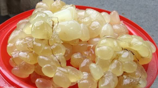 Lượng mỡ tươi thu về dựa trên cân nặng của trăn. Thông thường, 1 con trăn nặng 40kg lọc được gần 4kg mỡ. Ảnh: FBNV.