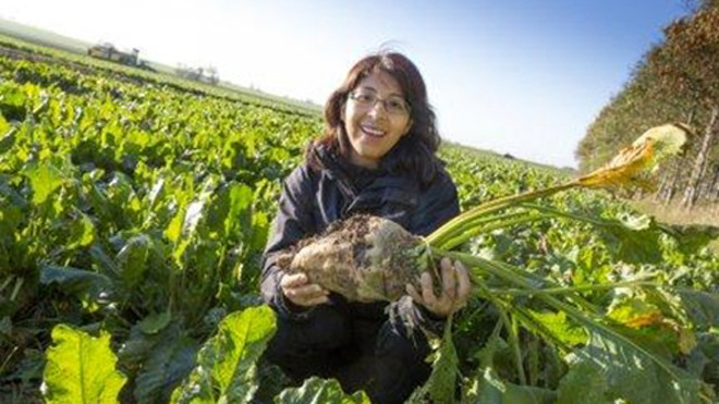 Hemoglobin trong cây củ cải đường có thể được sử dụng để tạo ra một loại máu nhân tạo thay thế. Ảnh: Nélida Leiva/ Lund University