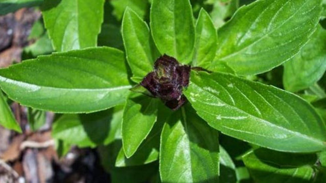 Công dụng tuyệt vời của húng quế trong chữa ung thư