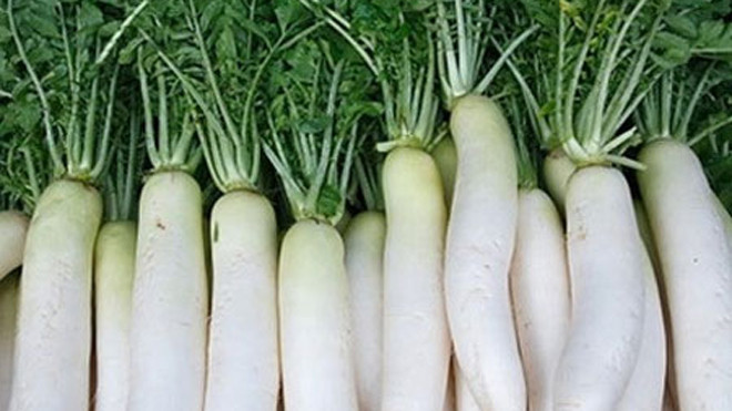 Có nhiều tác dụng chữa bệnh, củ cải trắng được gọi là nhân sâm trắng - Hình minh họa.