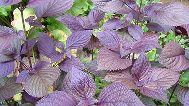 Tía tô tính ấm, vị cay, có nhiều tinh dầu thơm, tác dụng tốt cho sức khỏe và làm đẹp. Hình minh họa 