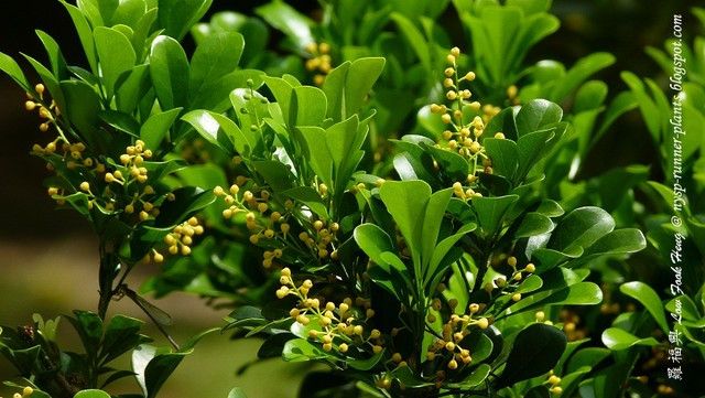 Hoa ngâu có vị cay ngọt được dùng để ướp trà và làm thuốc.