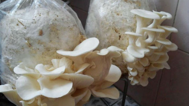 Những bịch nấm sò chị Trà trồng tại nhà đã sắp cho thu hoạch. Ảnh: Lan Anh.