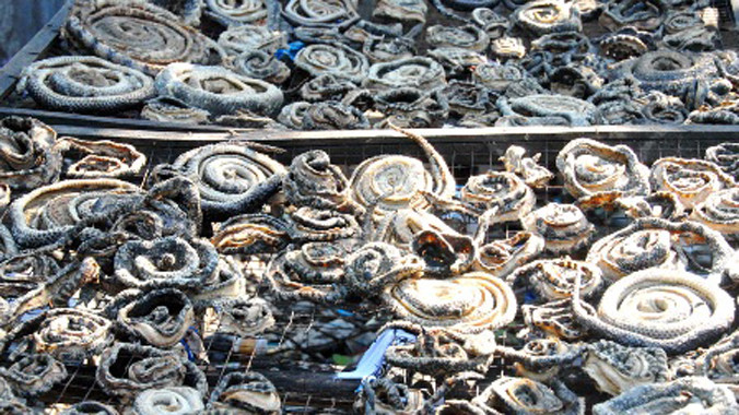 'Đột nhập' lò chế biến rắn, trăn lớn bậc nhất miền Tây