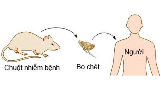  Đường lây bệnh dịch hạch. Ảnh: Ppdictionary.com