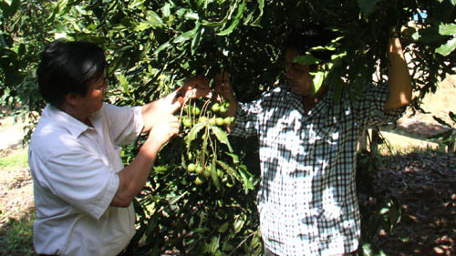 Anh Tú (áo kẻ) muốn phủ kín đồi trọc quê hương bằng cây" tỷ đô" mắc ca. Ảnh: Khắc Công/ VnExpress