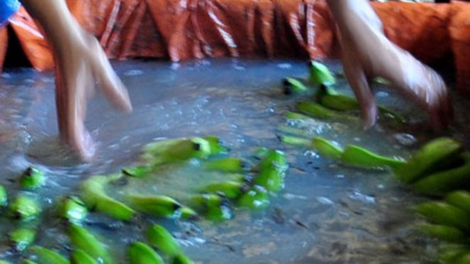 Chuối được tấm ngập trong hóa chất độc hại cho nhanh chín. Hình minh họa