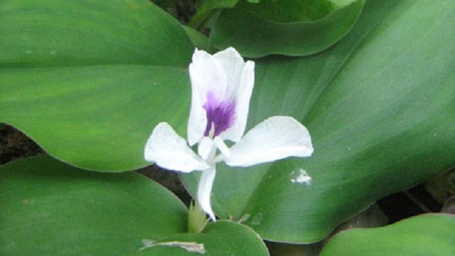 Địa liền - Kaempferia galanga L. Ảnh: P.C.T