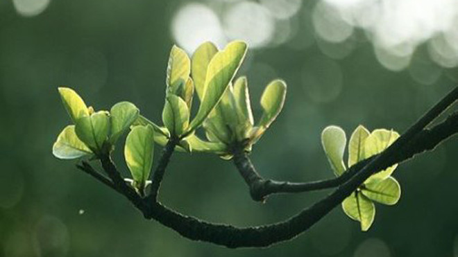 Trị sâu răng đơn giản với bài thuốc từ lá bàng