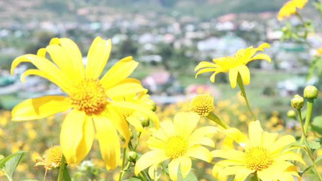 Dã quỳ bừng nở những ngày cuối tháng 10