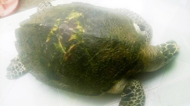 Cá thể Đồi Mồi được phát hiện tại vùng đầm Lập An (thị trấn Lăng Cô, TT-Huế). 