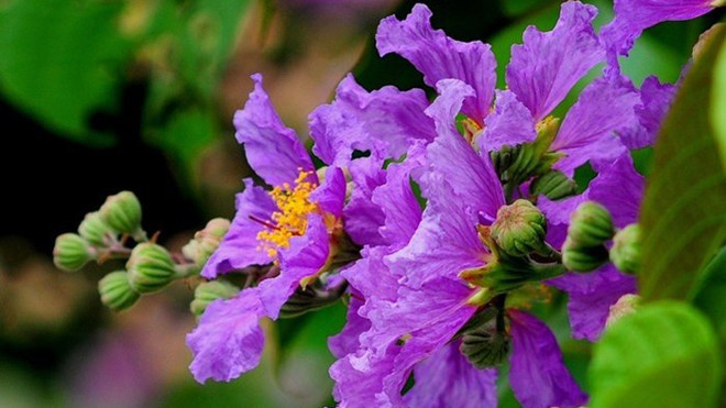 Bất ngờ bài thuốc chữa bệnh từ hoa bằng lăng