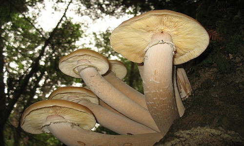 Nấm Armillaria solidipes chụp từ phía dưới. Ảnh: Wikipedia.