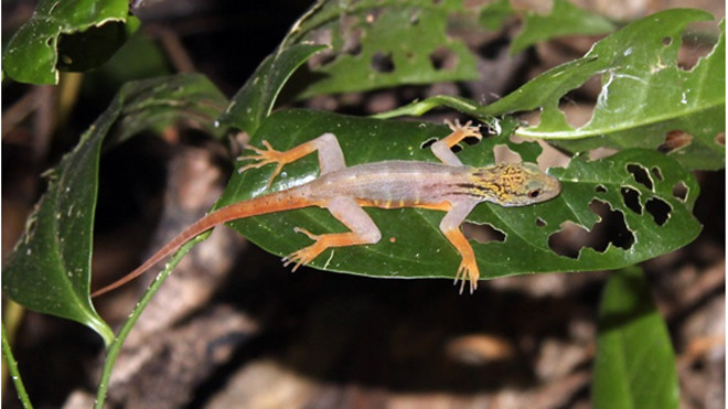 Tắc kè đuôi vàn