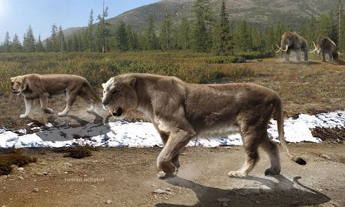 Sư tử hang động là loài sư tử lớn nhất từng sống trên Trái Đất. Ảnh: Wordpress.