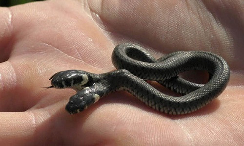 Hoảng hồn phát hiện rắn hai đầu tắm nắng trong vườn nhà