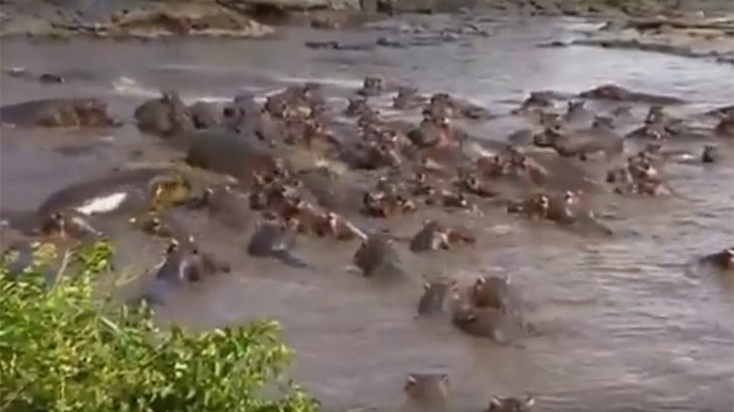 Hãi hùng với cảnh đàn hà mã dạy cho cá sấu bài học nhớ đời