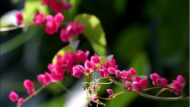 Hoa ti gôn cũng có thể trị bệnh tiểu đường hiệu quả