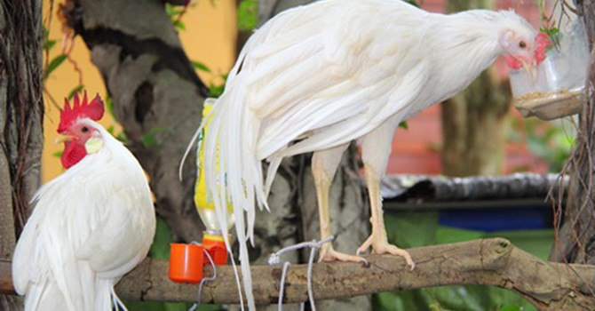 Gà Onagadori đạt độ dài đuôi tối đa lên đến 7m.