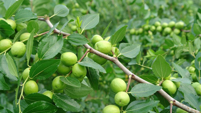 Lá cây táo ta chữa được những bệnh gì?