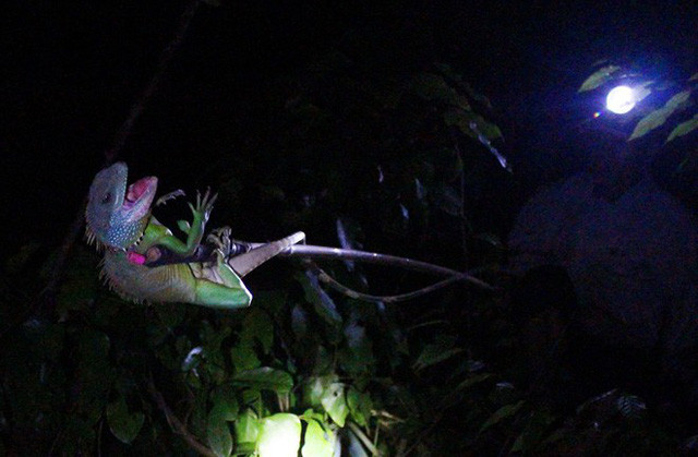 Săn kỳ tôm (Rồng đất) đêm ở rừng già Lộc Bắc.