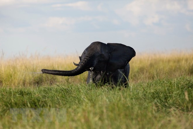 Voi con chơi đùa tại khu vực sông Chobe, Công viên quốc gia Chobe, Botswana. (Nguồn: AFP/TTXVN)