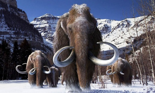 Nhiều ngà và xương voi ma mút được tìm thấy ở khu vực khai quật ở vùng Drasenhofen. Ảnh: Sciencenews.org.