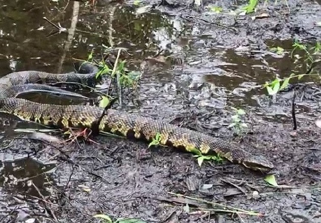 Bằng chứng cho thấy siêu bão cuốn rắn độc 'bay tứ tung' ở Mỹ