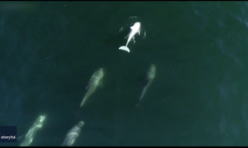 Phát hiện cá heo bạch tạng cực hiếm ngoài khơi nước Mỹ