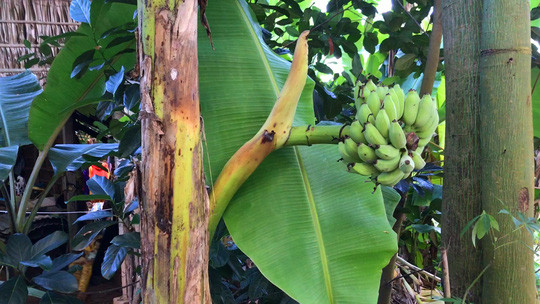 Thay vì trổ buồng từ đọt thì buồng chuối này trổ từ giữa thân cây