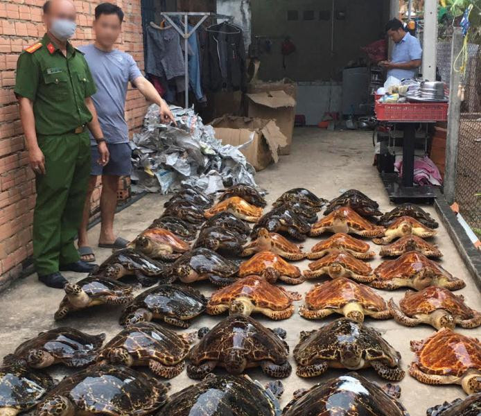 Bắt quả tang vụ buôn bán rùa biển quy mô lớn