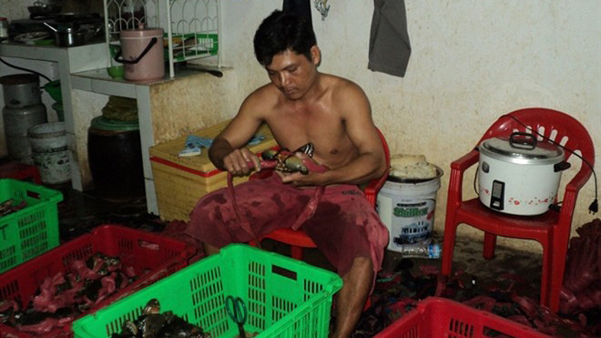 Cua biển Cà Mau có chất lượng tốt, thịt thơm ngon có giá bán 250.000 - 270.000 đồng/kg. 