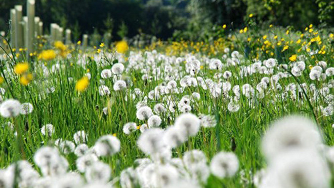 Hình ảnh của cây bồ công anh làm thuốc.