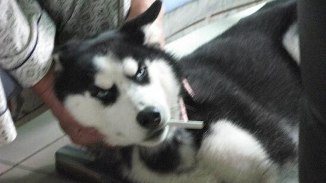 Meiya, một chú chó Husky, nghiện thuốc lá. Ảnh: oeofo.com 