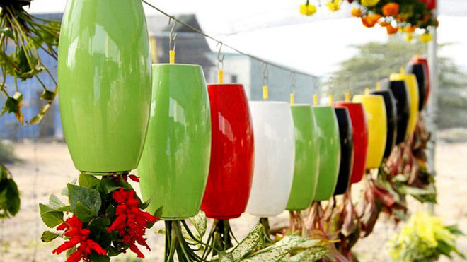 Mỗi giỏ cây treo ngược như thế này có giá bán từ 100.000 đồng đến 300.000 đồng tùy loại. 