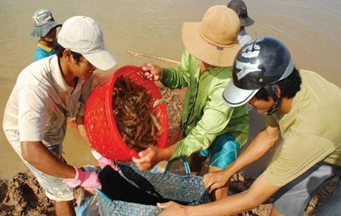 Thu hoạch tôm ở Sóc Trăng.