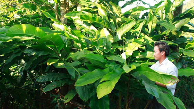 Cây bo bo được người dân xã Huồi Tụ, Tây Sơn trồng khắp nơi.