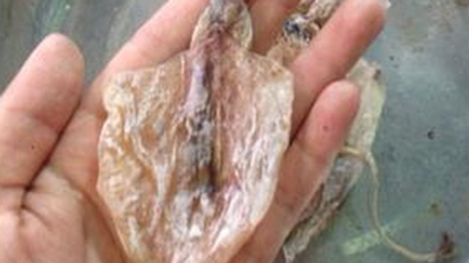 Con mực này có giá 5.000 đồng. Ảnh: Ngọc Lan. 