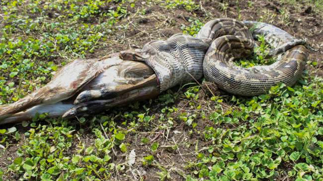 Con trăn nhả con mồi vì sợ bị dân làng tấn công. 